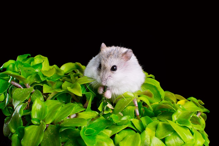 Chuột hamster được cấy tế bào chứa lục lạp. Ảnh: Simol1407/ Envato Elements