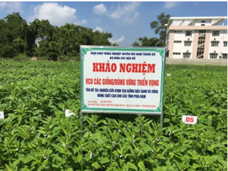 Trồng khảo nghiệm các giống vừng.    Ảnh: NNC