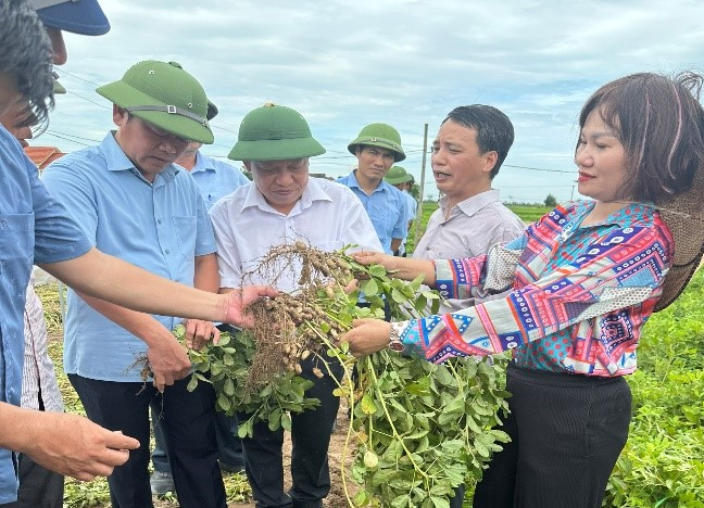 Nhóm nghiên cứu và lãnh đạo Sở KH&CN Nam Định đánh giá kết quả của giống lạc Sen phục tráng. Ảnh: MT
