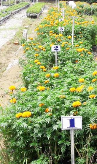 Thử nghiệm hiệu quả kiểm soát bệnh trên cây vạn thọ. Ảnh: NNC