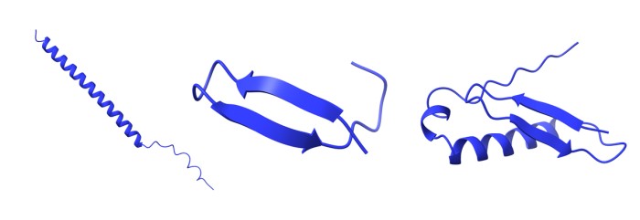 Cấu trúc giả định của ba loại protein nhỏ mới được phát hiện. Ảnh: scicence.org
