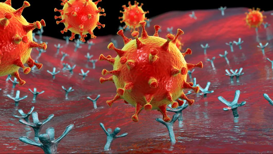 Loại virus corona mới liên kết với thụ thể ACE2. Ảnh: Shutterstock