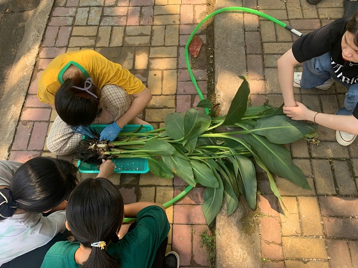 Nhóm nghiên cứu tại WasteTech Lab trồng cây thủy sinh cho hệ thống thực vật xử lý nổi. Ảnh: NVCC