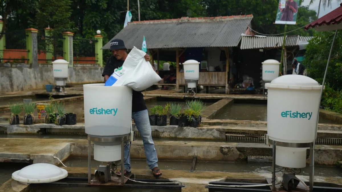 eFishery là vụ bê bối khởi nghiệp ở Indonesia. Nguồn: Getty