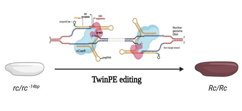 Hệ thống Prime Editing và mô hình cải biến nhằm phục hồi chức năng gen đột biến rc trên các giống lúa. Ảnh: VAST