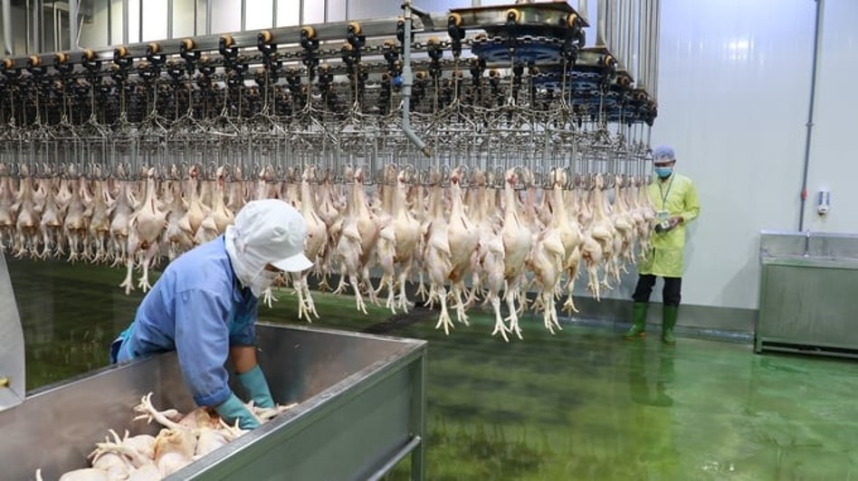 Giết mổ gia cầm tại cơ sở quy mô công nghiệp. Ảnh: Cục Thú y