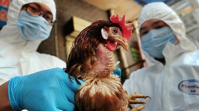 Tiêm vaccine là một cách kiểm soát Salmonella trong chăn nuôi gia cầm. Ảnh: Cục Thú Y Tiêm vaccine là một cách kiểm soát Salmonella trong chăn nuôi gia cầm. Ảnh: Cục Thú Y