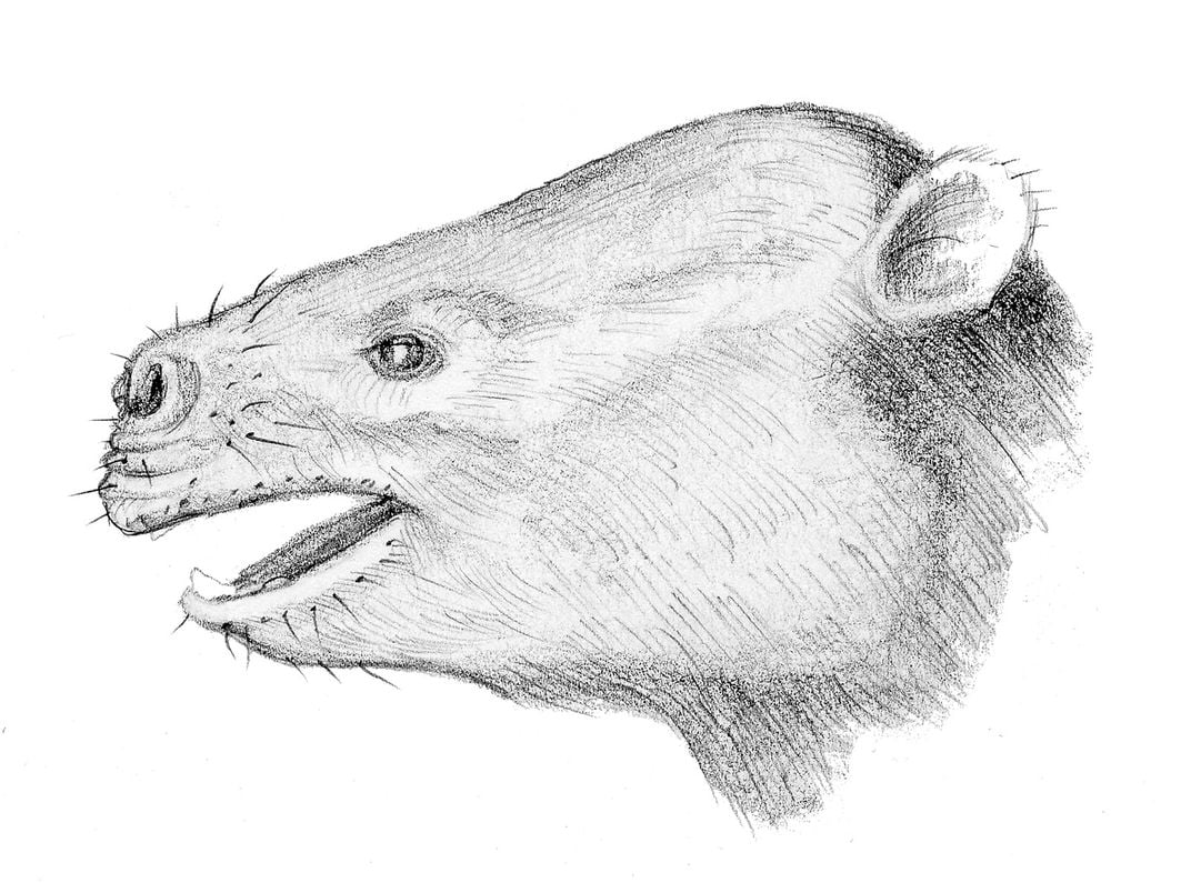 Phosphatherium trông giống chuột đá hơn là voi hiện đại.