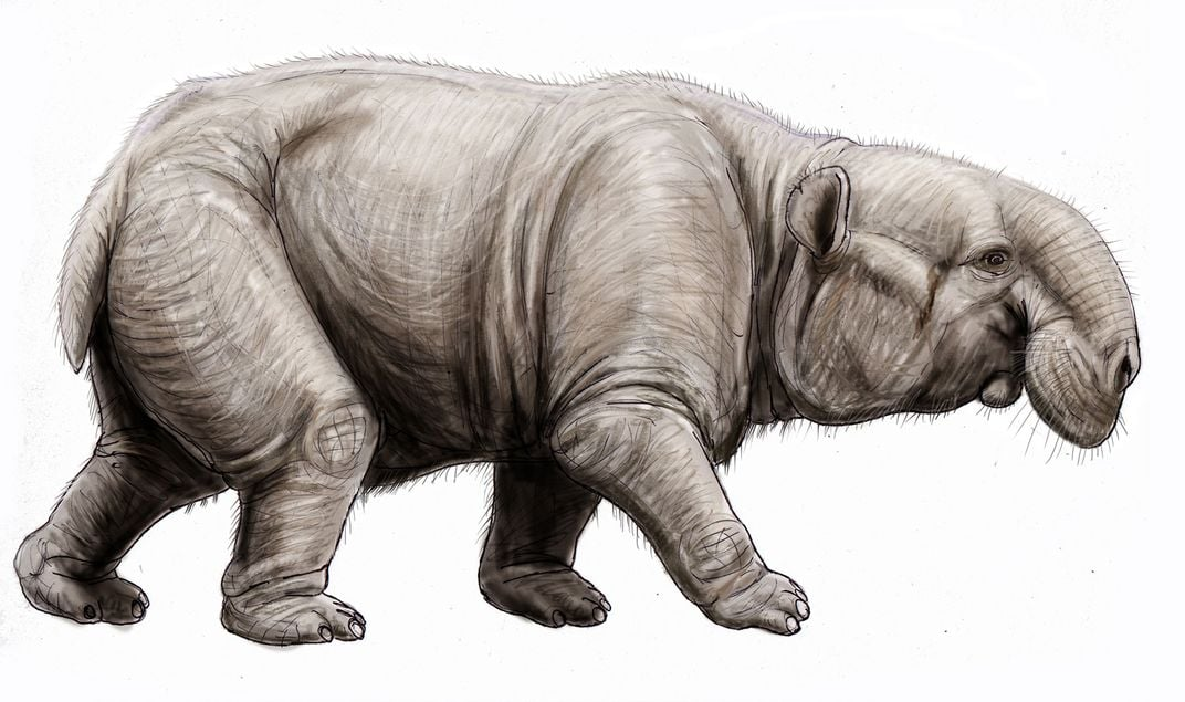 Moeritherium là loài voi lưỡng cư sống trong các đầm lầy cổ xưa.