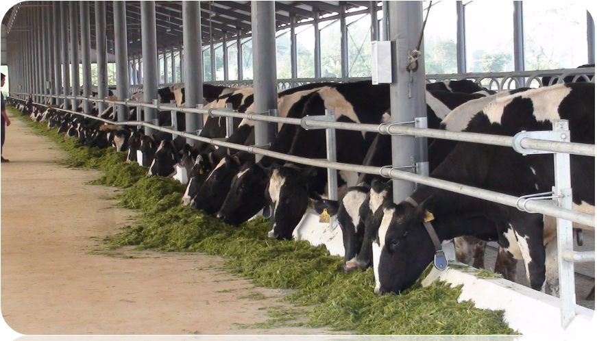 Trang trại bò sữa Vinamilk tại Nghệ An. Ảnh: Vinamilk