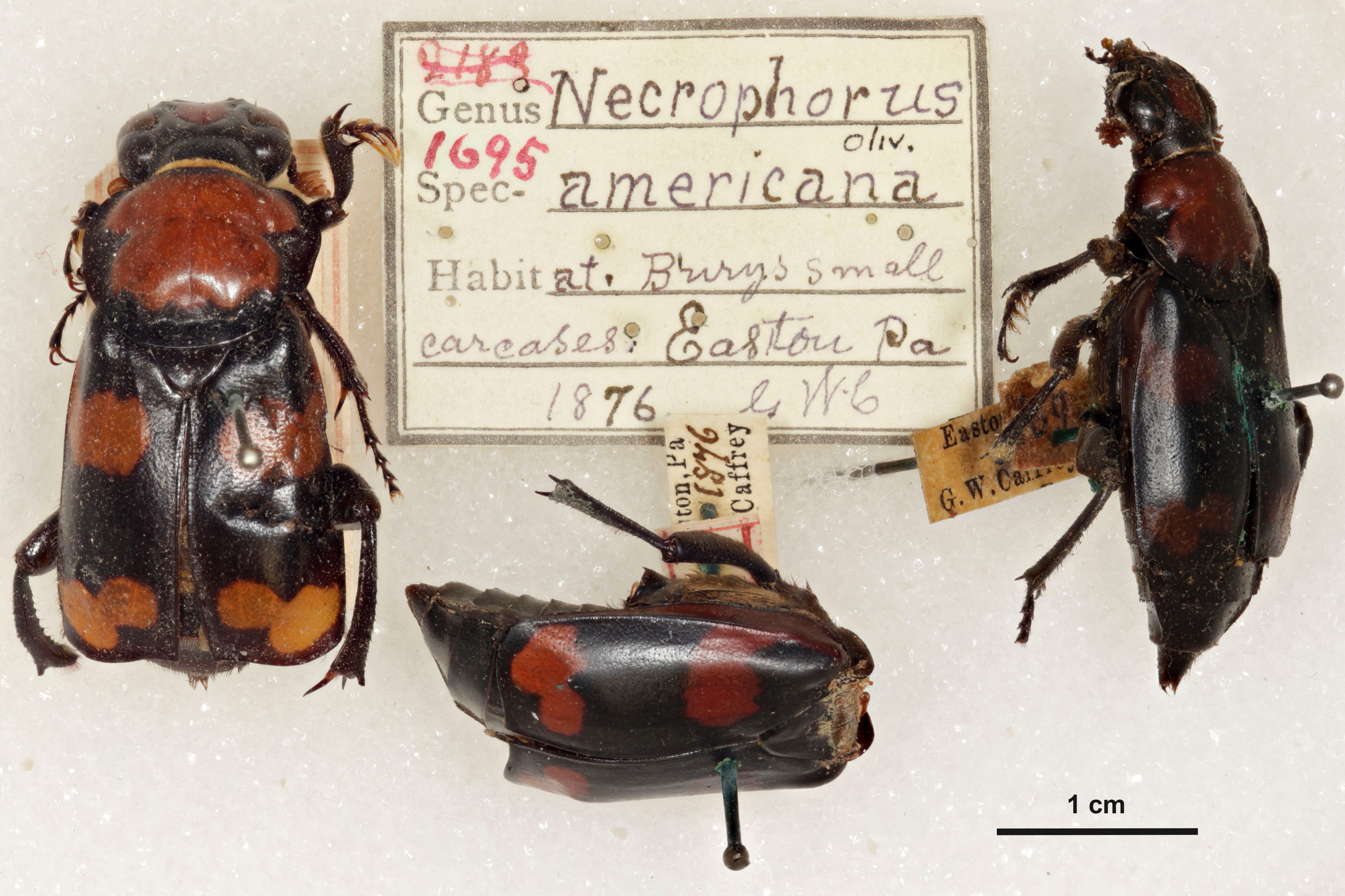 Bọ chôn xác Mỹ (Nicrophorus americanus).