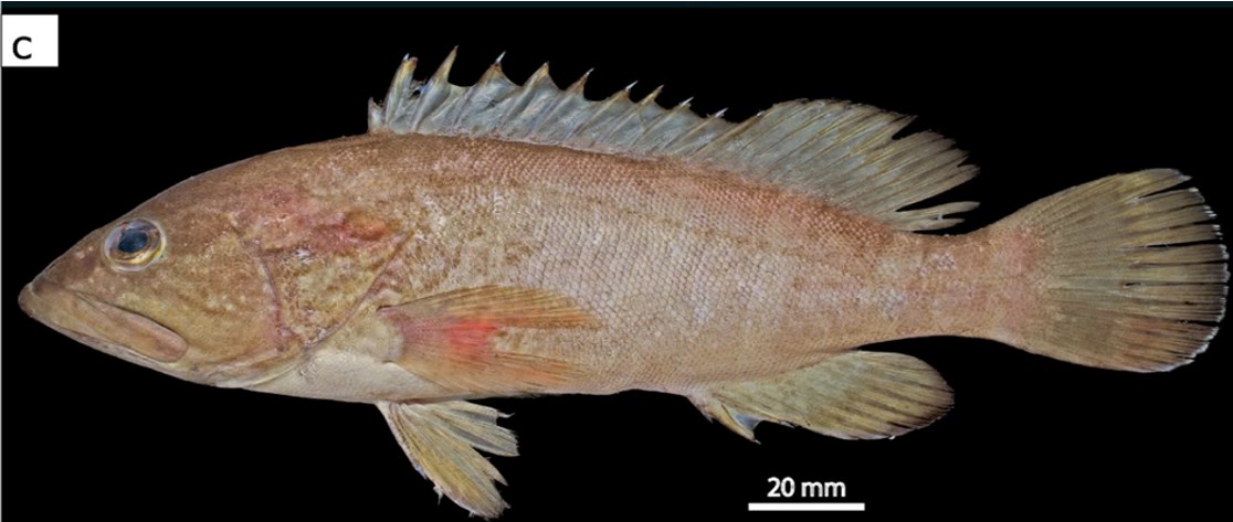 Loài cá Mú mới xuất hiện Epinephelus randalli. Ảnh: VAST