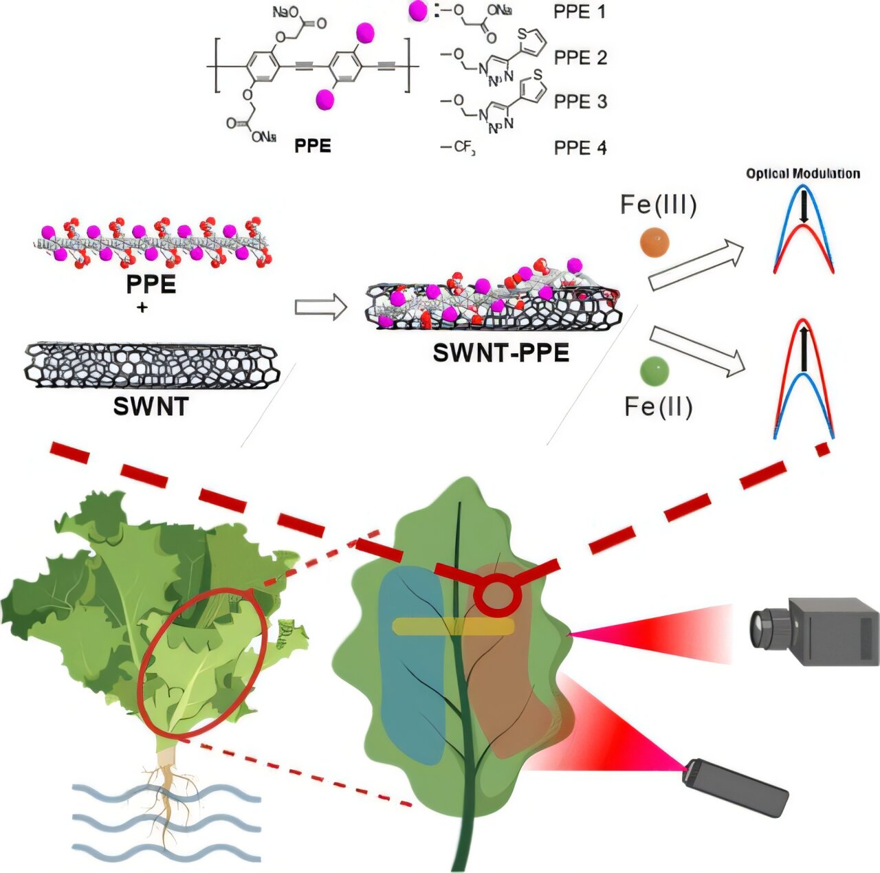 Hình ảnh đồ họa. Ảnh: Nano Letters (2025). DOI: 10.1021/acs.nanolett.4c05600.