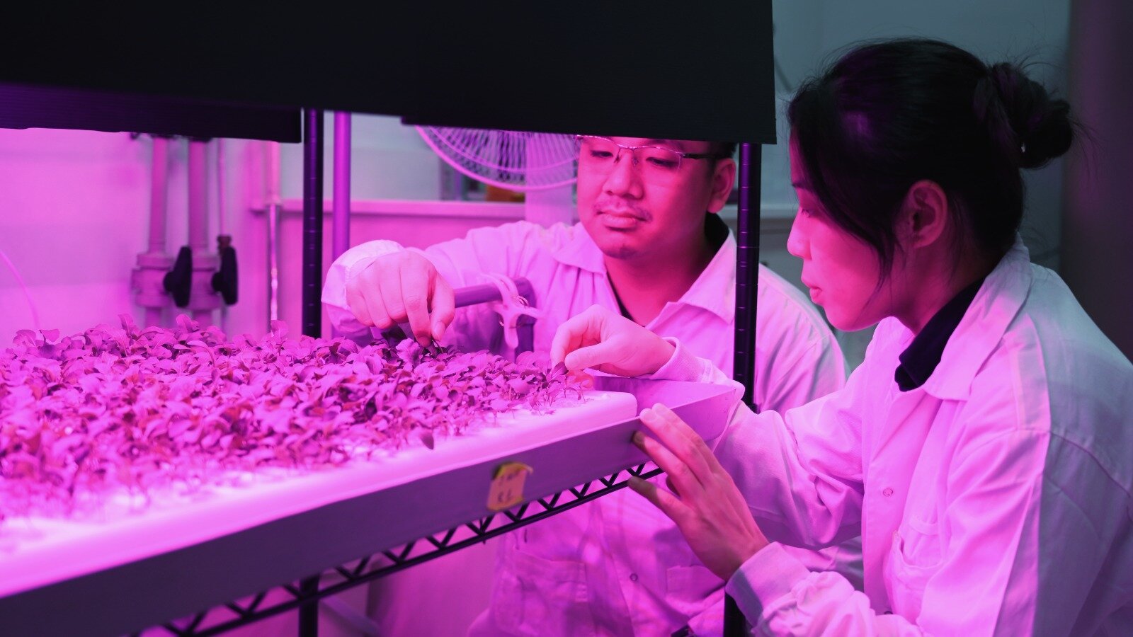 Các nhà nghiên cứu tại DiSTAP phát triển các cảm biến để phát hiện và theo dõi sắt nhanh chóng trong cây trồng, giúp canh tác chính xác và quản lý cây trồng bền vững. Ảnh: SMART DiSTAP