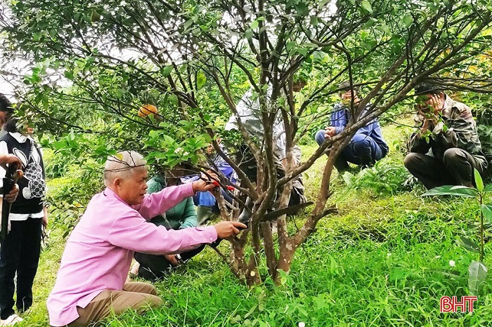 Tại các vườn thâm canh, năng suất trung bình cao hơn đại trà 15% – 17%.