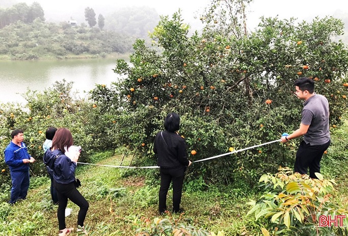 Nhóm dự án thực hiện điều tra, tuyển chọn, thẩm định cơ sở cây đầu dòng. Ảnh: Báo Hà Tĩnh