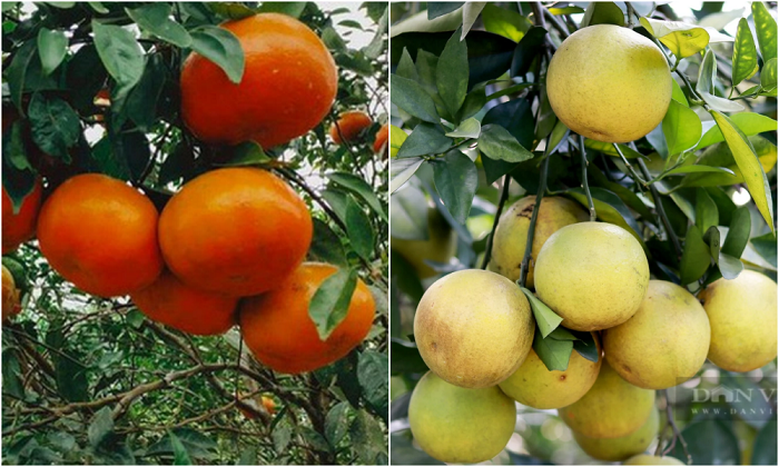 Cam bù Hương Sơn (trái) và cam giòn Thượng Lộc (phải) là hai giống cam nổi tiếng của Hà Tĩnh. Ảnh: ST