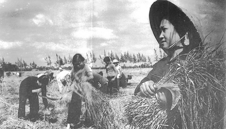 Xã viên xã An Vinh (Quỳnh Phụ) thu hoạch lúa xuân năm 1971. Ảnh: Tư liệu