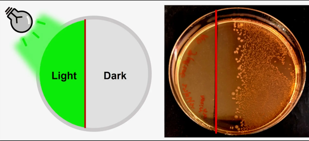 Hình ảnh minh họa thí nghiệm. Ảnh: DOI: 10.1021/acscentsci.5c00437]