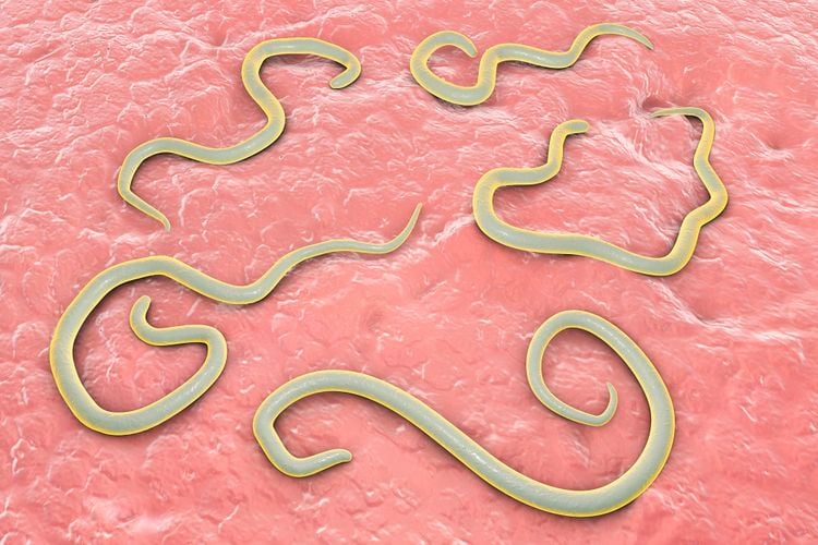 Hình minh họa trên máy tính về giun đũa chó (Toxocara canis). Người có thể nhiễm chúng khi tiếp xúc với đất hoặc phân nhiễm bệnh. Nguồn: Kateryna Kon / Science Photo Library qua Getty Images Hình minh họa trên máy tính về giun đũa chó (Toxocara canis). Người có thể nhiễm chúng khi tiếp xúc với đất hoặc phân nhiễm bệnh. Nguồn: Kateryna Kon / Science Photo Library qua Getty Images
