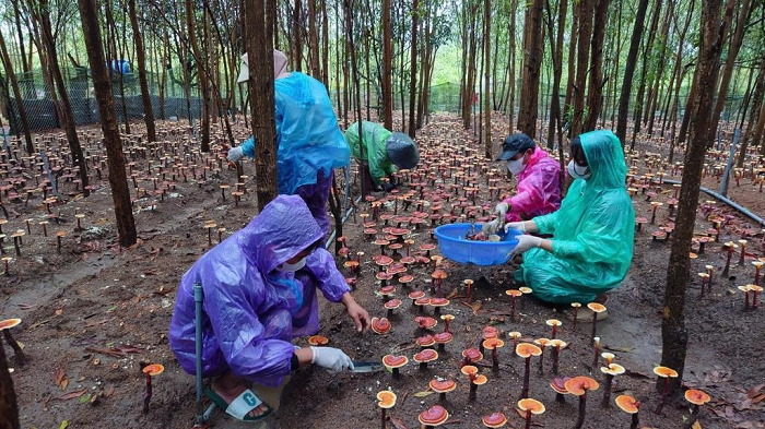 Thu hoạch nấm linh chi dưới tán rừng keo vào tháng 6/2025. Ảnh: VNU