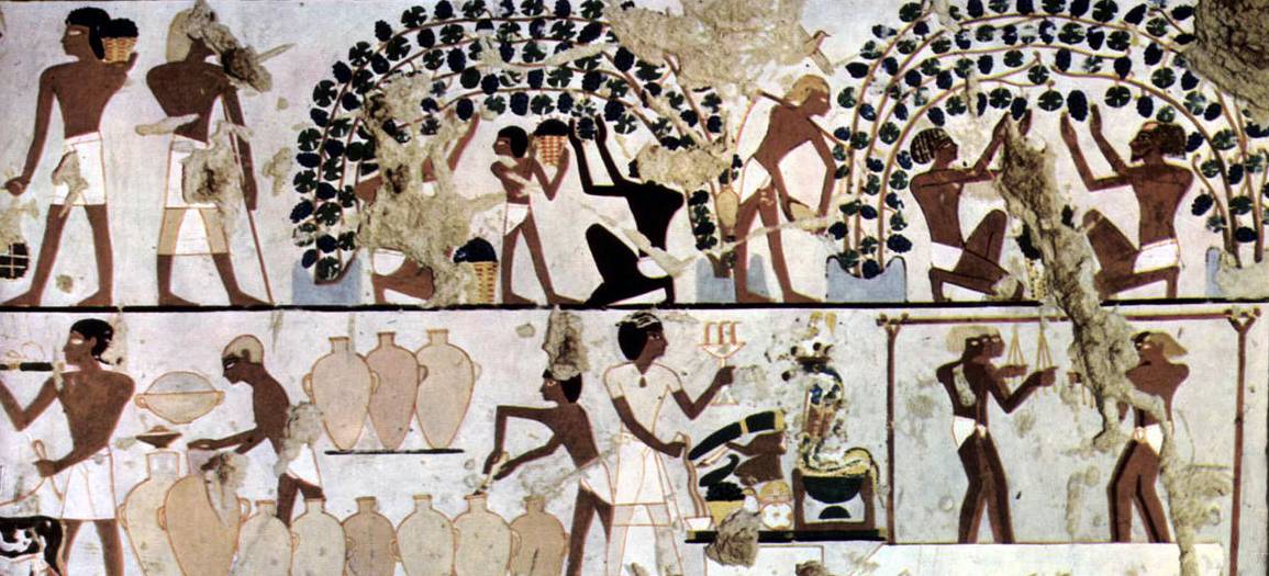 Một bức vẽ mô tả việc trồng nho và làm rượu vang ở Ai Cập cổ đại. Nguồn: The Rockefeller University