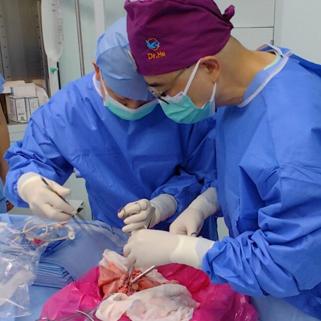 Bác sĩ phẫu thuật Jianxing He và các đồng nghiệp đã thay thế phổi trái của một bệnh nhân bị xuất huyết nội sọ nghiêm trọng bằng một lá phổi từ lợn. Ảnh: Nature Medicine