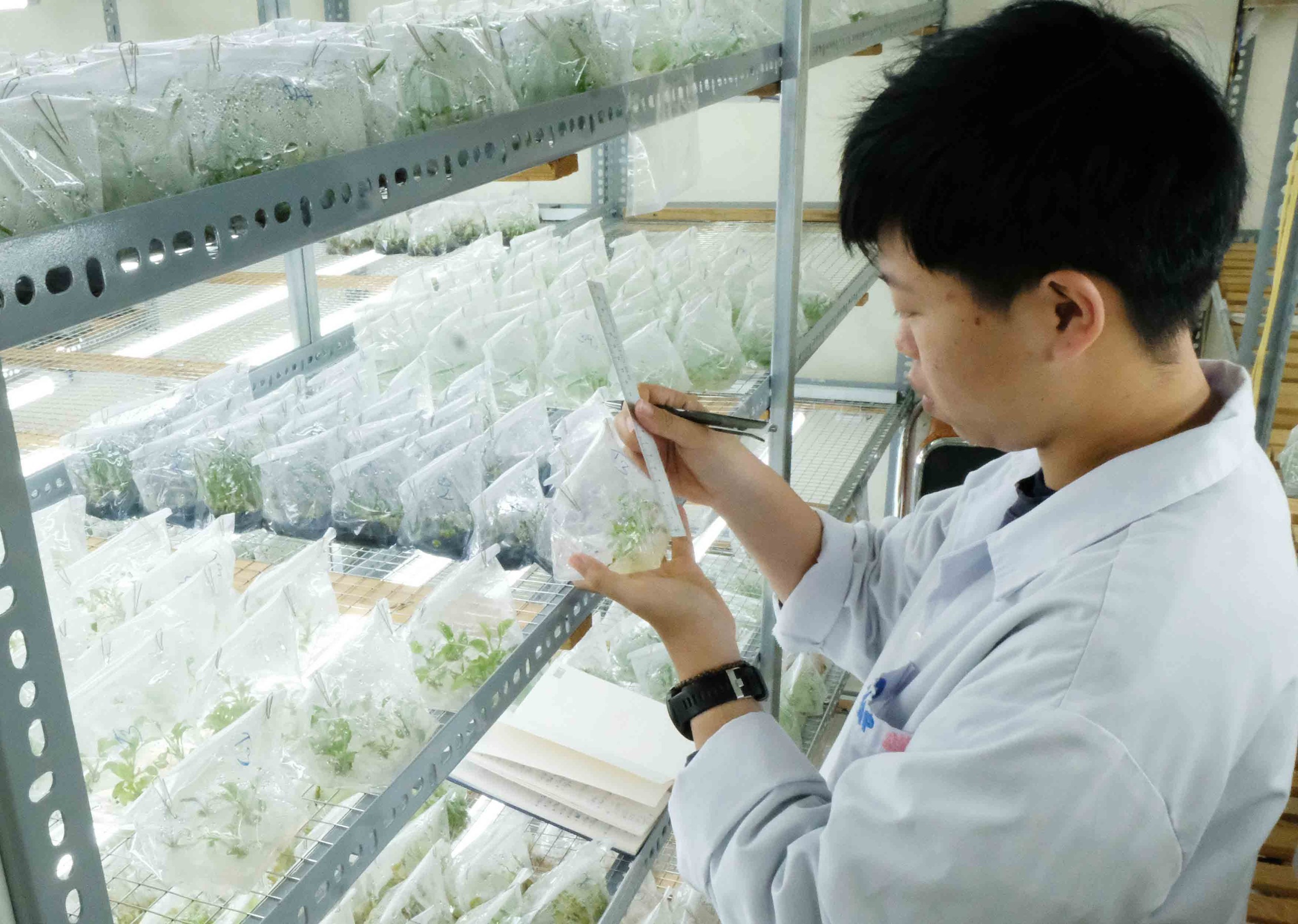 Hoa đồng tiền sau chiếu xạ gây đột biến tiếp tục được nhân giống bằng kỹ thuật in-vitro để đẩy nhanh quá trình khảo nghiệm. Ảnh: Thanhnien