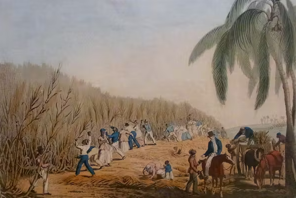 Nô lệ làm việc trên những cánh đồng mía.