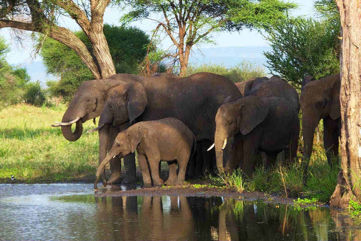 Loài động vật trên cạn lớn nhất thế giới là voi đồng cỏ châu Phi. Nguồn: Shutterstock