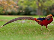 10 loài chim có lông đuôi dài tuyệt đẹp