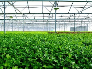 Xây nhà kính sản xuất rau sạch công nghệ Israel trị giá 1.000 tỷ đồng