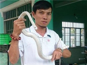Gây nuôi thành công 20 con rắn bạch tạng