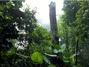 Thừa Thiên-Huế thực hiện dự án "Rừng mưa nhiệt đới"