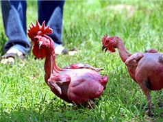 Các giống gà kỳ lạ trên thế giới