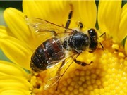 Ong tuyệt chủng, con người sẽ mất 3 tỷ USD/năm