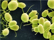 Phát hiện loại tảo có thể chữa bệnh mù