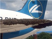 Máy bay phải hạ cánh khẩn cấp vì bị... ong tấn công