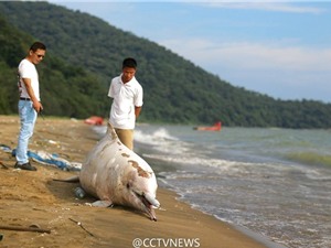 Cá heo trắng quý hiếm chết thảm vì mắc cạn trên bờ biển
