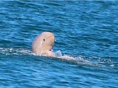 KỲ LẠ: Cá heo mũi hếch mỉm cười trên biển Australia