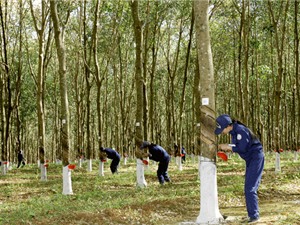 Ngành cao su đã có nhãn hiệu “Cao su Việt Nam”