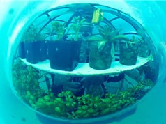 Các nhà khoa học Italy trồng rau trong nhà kính dưới đáy biển