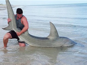 Trai trẻ tay không bắt 200 con cá mập "khủng"