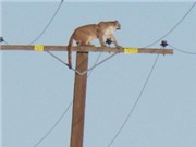 Báo sư tử vắt vẻo trên cột điện cao 10 mét