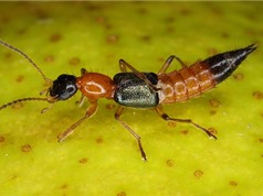 Cảnh giác trước các loài kiến độc nhất Việt Nam