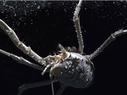 Điểm danh động vật biển quái dị nhất vừa phát hiện