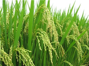 Nghiên cứu thành công giống lúa mới ít phát thải mêtan