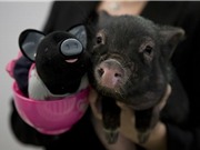 Lợn "tí hon" sinh ra từ biến đổi gen