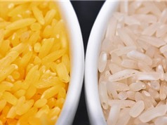 Gạo nhựa giá… 1 triệu đồng/kg: Ai kinh doanh kiểu đó?