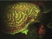 Rùa biển phát sáng "siêu" hiếm